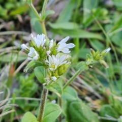 Stellaria media at Isaacs, ACT - 12 Sep 2022