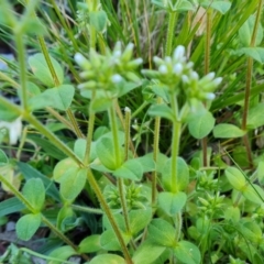 Stellaria media at Isaacs, ACT - 12 Sep 2022 04:10 PM