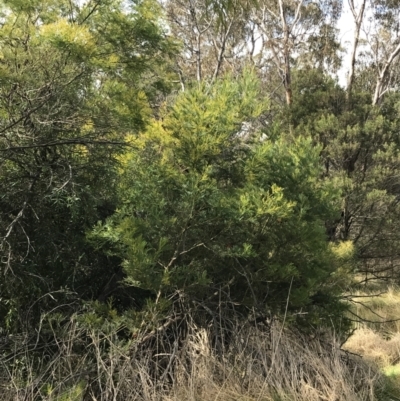 Acacia decurrens (Green Wattle) at Mount Mugga Mugga - 18 Aug 2022 by Tapirlord