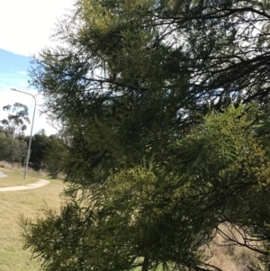 Acacia decurrens at O'Malley, ACT - 18 Aug 2022