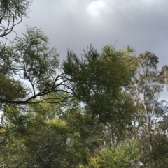 Acacia decurrens at O'Malley, ACT - 18 Aug 2022