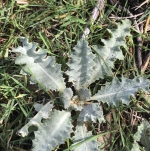 Onopordum acanthium at O'Malley, ACT - 18 Aug 2022