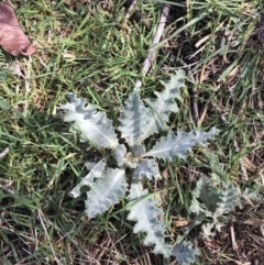 Onopordum acanthium at O'Malley, ACT - 18 Aug 2022