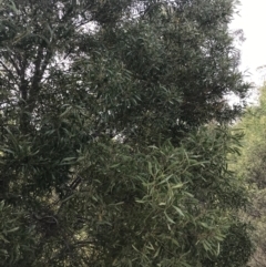 Acacia melanoxylon (Blackwood) at Mount Mugga Mugga - 18 Aug 2022 by Tapirlord