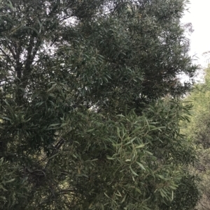 Acacia melanoxylon at O'Malley, ACT - 18 Aug 2022