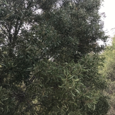 Acacia melanoxylon (Blackwood) at Mount Mugga Mugga - 18 Aug 2022 by Tapirlord