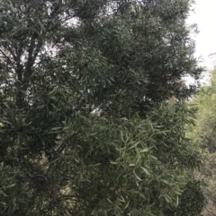 Acacia melanoxylon (Blackwood) at O'Malley, ACT - 18 Aug 2022 by Tapirlord