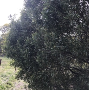 Acacia melanoxylon at O'Malley, ACT - 18 Aug 2022
