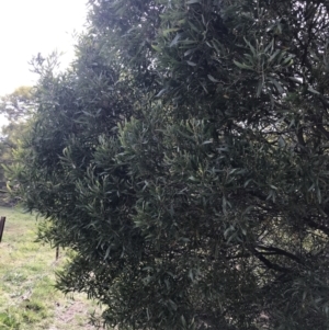 Acacia melanoxylon at O'Malley, ACT - 18 Aug 2022 12:09 PM