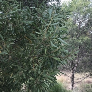 Acacia melanoxylon at O'Malley, ACT - 18 Aug 2022