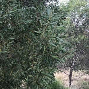 Acacia melanoxylon at O'Malley, ACT - 18 Aug 2022 12:09 PM