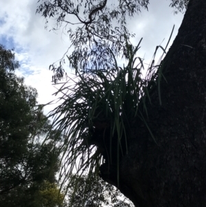 Lomandra longifolia at O'Malley, ACT - 18 Aug 2022