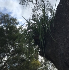 Lomandra longifolia at O'Malley, ACT - 18 Aug 2022