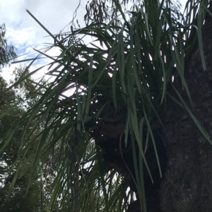 Lomandra longifolia at O'Malley, ACT - 18 Aug 2022