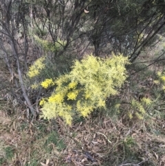 Acacia boormanii (Snowy River Wattle) at O'Malley, ACT - 18 Aug 2022 by Tapirlord
