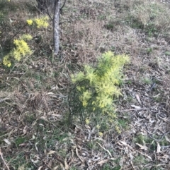 Acacia boormanii at O'Malley, ACT - 18 Aug 2022