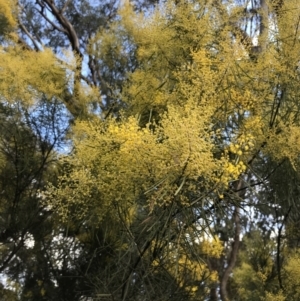 Acacia boormanii at O'Malley, ACT - 18 Aug 2022