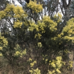 Acacia boormanii at O'Malley, ACT - 18 Aug 2022