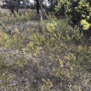 Acacia lanigera var. lanigera at O'Malley, ACT - 18 Aug 2022 12:06 PM