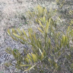 Acacia lanigera var. lanigera at O'Malley, ACT - 18 Aug 2022
