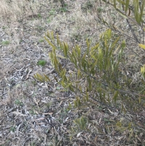 Acacia lanigera var. lanigera at O'Malley, ACT - 18 Aug 2022 12:06 PM