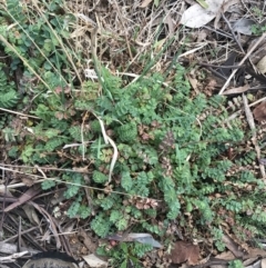 Sanguisorba minor (Salad Burnet, Sheep's Burnet) at Mount Mugga Mugga - 18 Aug 2022 by Tapirlord