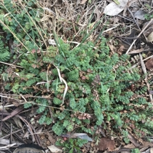 Sanguisorba minor at O'Malley, ACT - 18 Aug 2022 12:05 PM