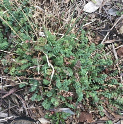 Sanguisorba minor (Salad Burnet, Sheep's Burnet) at Mount Mugga Mugga - 18 Aug 2022 by Tapirlord