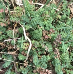 Sanguisorba minor at O'Malley, ACT - 18 Aug 2022 12:05 PM