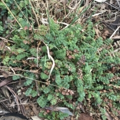 Sanguisorba minor at O'Malley, ACT - 18 Aug 2022 12:05 PM