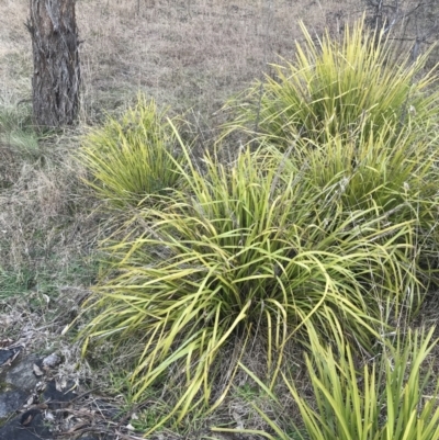 Lomandra longifolia (Spiny-headed Mat-rush, Honey Reed) at Mount Mugga Mugga - 18 Aug 2022 by Tapirlord