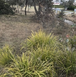 Lomandra longifolia at O'Malley, ACT - 18 Aug 2022 12:04 PM