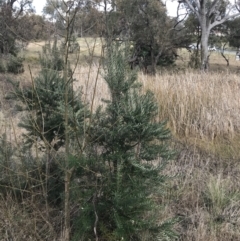 Banksia marginata (Silver Banksia) at O'Malley, ACT - 18 Aug 2022 by Tapirlord