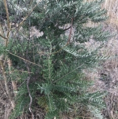 Banksia marginata at O'Malley, ACT - 18 Aug 2022