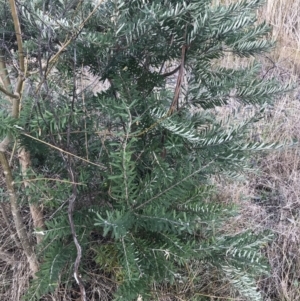 Banksia marginata at O'Malley, ACT - 18 Aug 2022