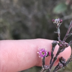 Kunzea parvifolia (Violet Kunzea) at O'Malley, ACT - 18 Aug 2022 by Tapirlord