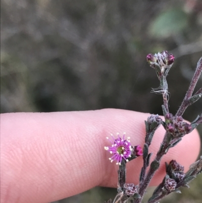 Kunzea parvifolia (Violet Kunzea) at Mount Mugga Mugga - 18 Aug 2022 by Tapirlord