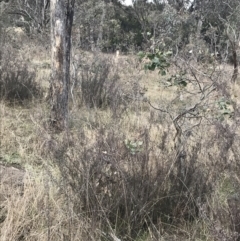 Kunzea parvifolia at O'Malley, ACT - 18 Aug 2022 12:03 PM