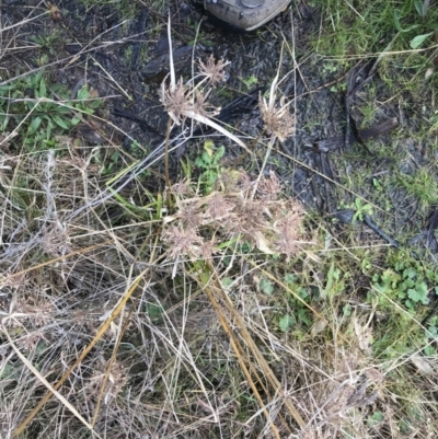 Cyperus eragrostis (Umbrella Sedge) at Mount Mugga Mugga - 18 Aug 2022 by Tapirlord