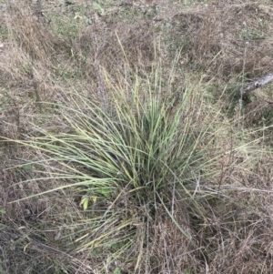 Lomandra multiflora at O'Malley, ACT - 18 Aug 2022 12:01 PM