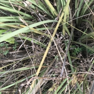 Lomandra multiflora at O'Malley, ACT - 18 Aug 2022 12:01 PM