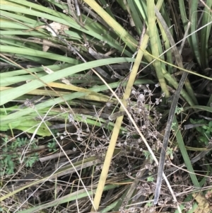 Lomandra multiflora at O'Malley, ACT - 18 Aug 2022