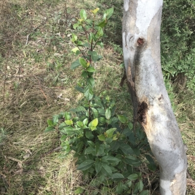 Viburnum tinus (Laurustinus) at O'Malley, ACT - 18 Aug 2022 by Tapirlord