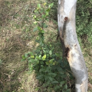 Viburnum tinus at O'Malley, ACT - 18 Aug 2022