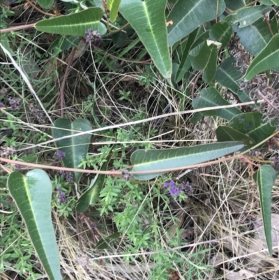 Hardenbergia violacea (False Sarsaparilla) at Mount Mugga Mugga - 18 Aug 2022 by Tapirlord