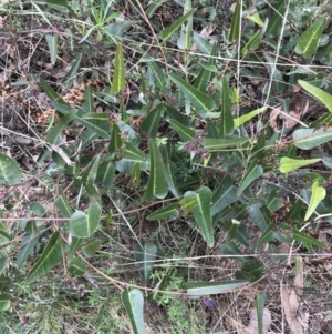 Hardenbergia violacea at O'Malley, ACT - 18 Aug 2022 11:49 AM