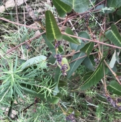 Hardenbergia violacea at O'Malley, ACT - 18 Aug 2022