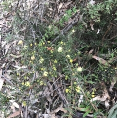 Acacia ulicifolia at O'Malley, ACT - 18 Aug 2022 11:48 AM