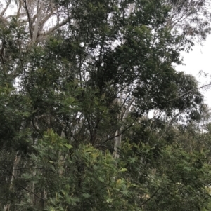 Acacia mearnsii at Jerrabomberra, ACT - 18 Aug 2022