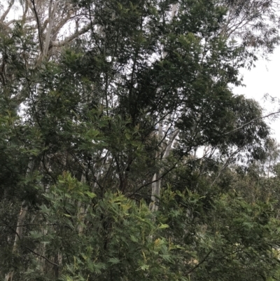 Acacia mearnsii (Black Wattle) at Mount Mugga Mugga - 18 Aug 2022 by Tapirlord